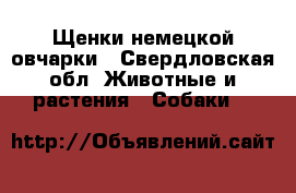 Щенки немецкой овчарки - Свердловская обл. Животные и растения » Собаки   